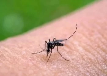 Sonora acumula mil 635 casos de dengue; Guaymas concentra más de la mitad