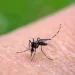 Sonora acumula mil 635 casos de dengue; Guaymas concentra más de la mitad