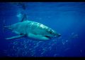 Inteligencia artificial que replica el sistema inmune de los tiburones: México innova en biotecnología