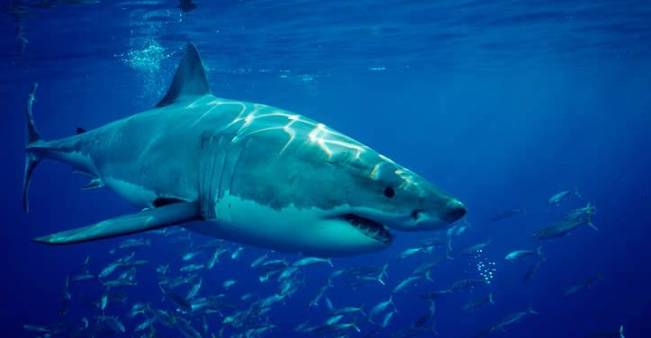 Inteligencia artificial que replica el sistema inmune de los tiburones: México innova en biotecnología