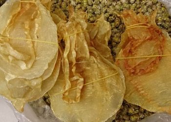 La vaquita marina en peligro no puede permitirse esperar un año más: es necesario actuar en la CoP20 de la CITES