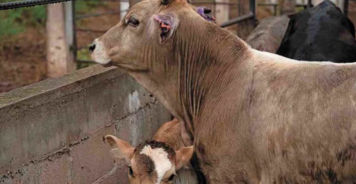 Secretaria de Agricultura y agroproductores de EU se reúnen con contrapartes de México por reapertura de fronteras al ganado