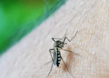 Sonora encabeza el brote nacional de dengue con incidencia récord