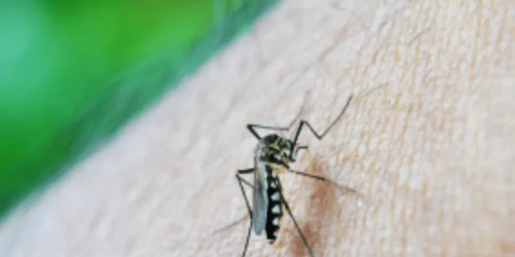 Sonora encabeza el brote nacional de dengue con incidencia récord