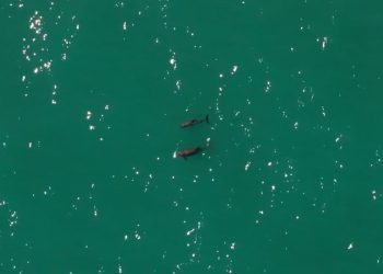 Quedan menos de 10 de estas marsopas. ¿Se puede salvar la especie?