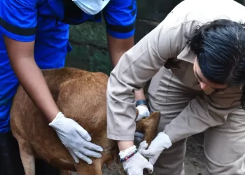 Ganaderos y gobierno de México trabajan en conjunto contra gusano barrenador
