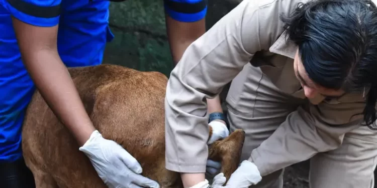 Ganaderos y gobierno de México trabajan en conjunto contra gusano barrenador