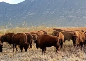 Recorren libremente bisontes 4 Ciénegas