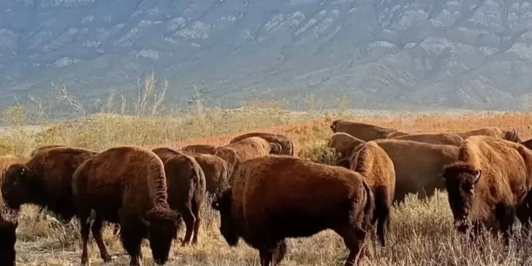 Recorren libremente bisontes 4 Ciénegas