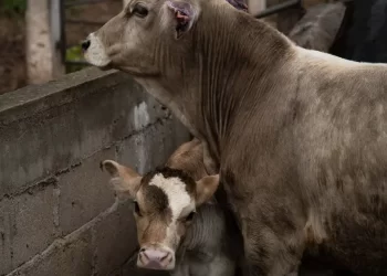 Emergencia Nacional de Sanidad Animal por Gusano Barrenador: Gobierno Activa Este Plan