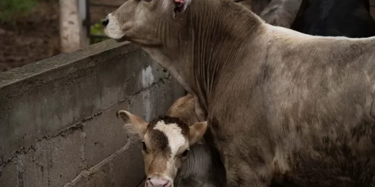Emergencia Nacional de Sanidad Animal por Gusano Barrenador: Gobierno Activa Este Plan