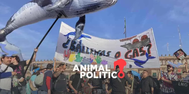 Megaproyectos de gas suman 10 juicios de amparo contra afectaciones ambientales; Sheinbaum insiste en defender Saguaro