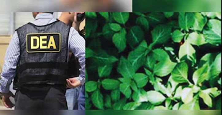 Salvia divinorum: la planta alucinógena originaria de Oaxaca que mantiene en alerta a la DEA