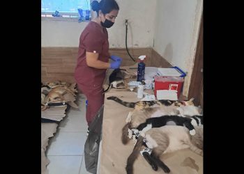 Cierran 2025 con más de 10 mil animales atendidos en Sonora a través de Jornadas de Bienestar