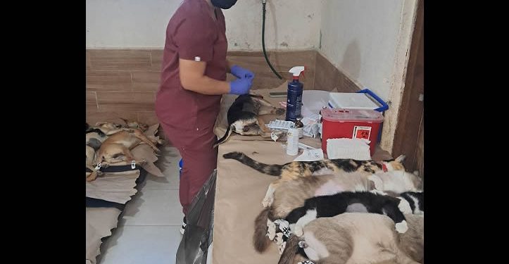Cierran 2025 con más de 10 mil animales atendidos en Sonora a través de Jornadas de Bienestar
