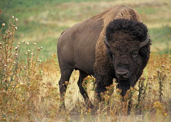 Bisontes de Janos llegarán a Sonora para restaurar pastizales