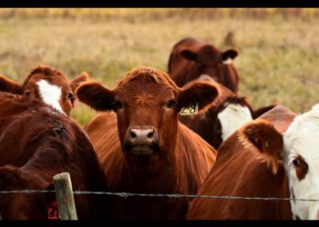 Ganaderos mexicanos denuncian “sobrerregulación” por medidas contra gusano barrenador