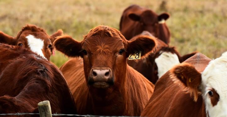 Ganaderos mexicanos denuncian “sobrerregulación” por medidas contra gusano barrenador
