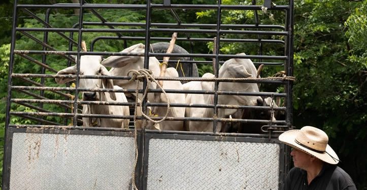 Gusano barrenador hizo perder al sector pecuario al menos 700 millones de dólares