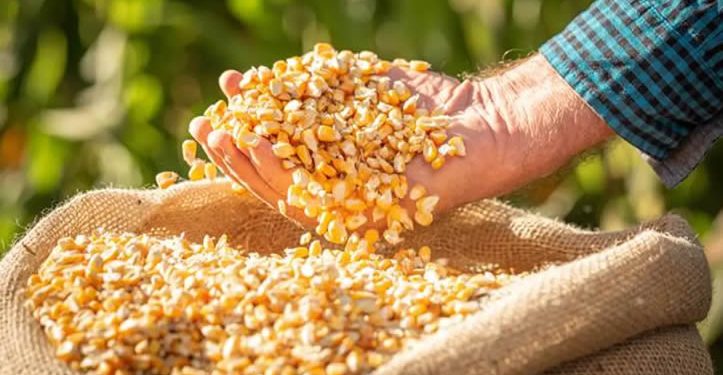 Productores exigen retirar granos básicos del T-MEC para frenar dependencia alimentaria