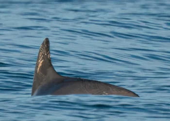Proyecto Saguaro: Críticas por Impacto Ambiental y Defensa Política en México
