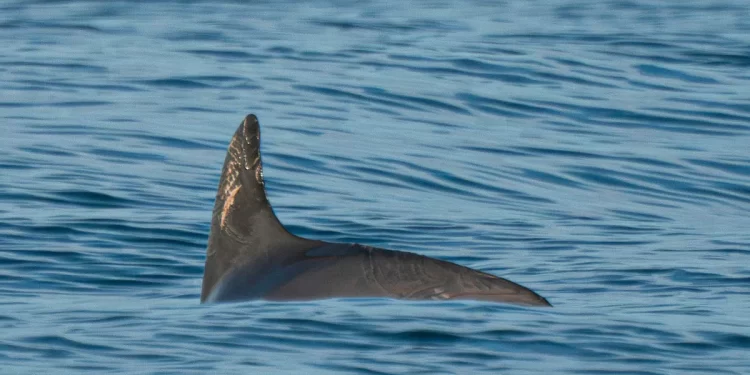 Proyecto Saguaro: Críticas por Impacto Ambiental y Defensa Política en México