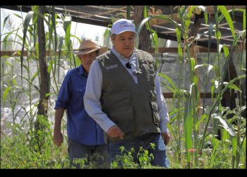 Impulsa “Sembrando Vida” desarrollo rural en Sonora con inversión superior a los 345 mdp en 2025