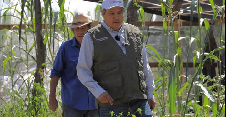 Impulsa “Sembrando Vida” desarrollo rural en Sonora con inversión superior a los 345 mdp en 2025