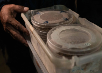 ¿Cómo se producen las moscas estériles?; esta es la estrategia del gobierno de México contra el gusano barrenador