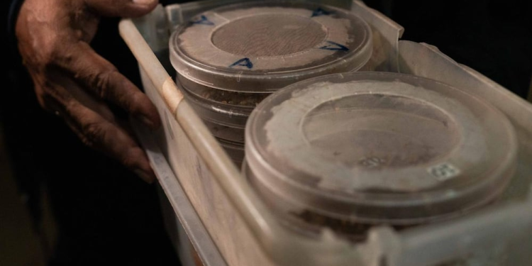 ¿Cómo se producen las moscas estériles?; esta es la estrategia del gobierno de México contra el gusano barrenador