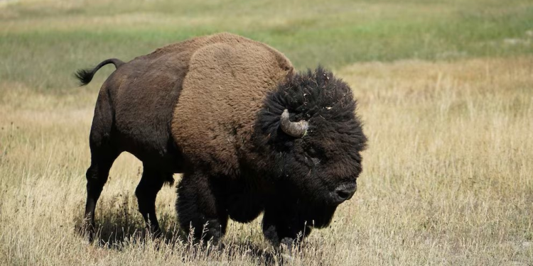 Los bisontes regresan a las praderas de Illinois después de dos siglos