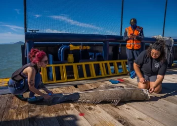 Defendiendo el refugio Vaquita durante la temporada de Totoaba