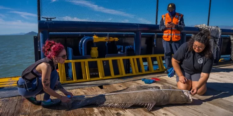 Defendiendo el refugio Vaquita durante la temporada de Totoaba