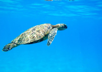 Golfo de California requiere de 600 mdp al año para corregir problemas ambientales: experto