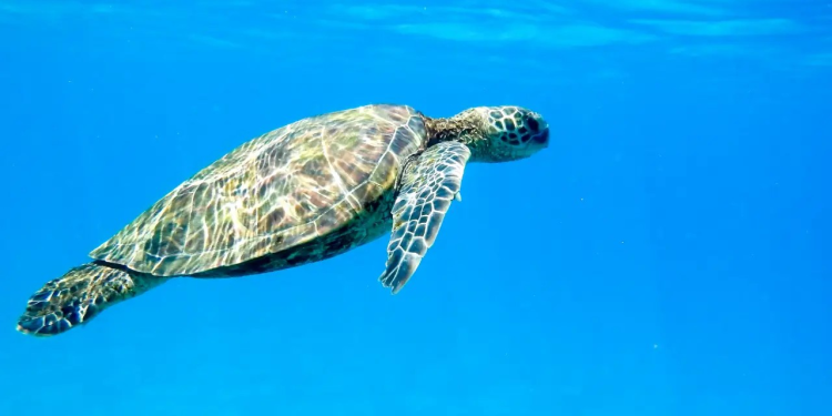 Golfo de California requiere de 600 mdp al año para corregir problemas ambientales: experto