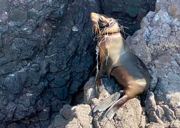 Lobo marino enmallado evade rescate en San Carlos; piden no acercarse