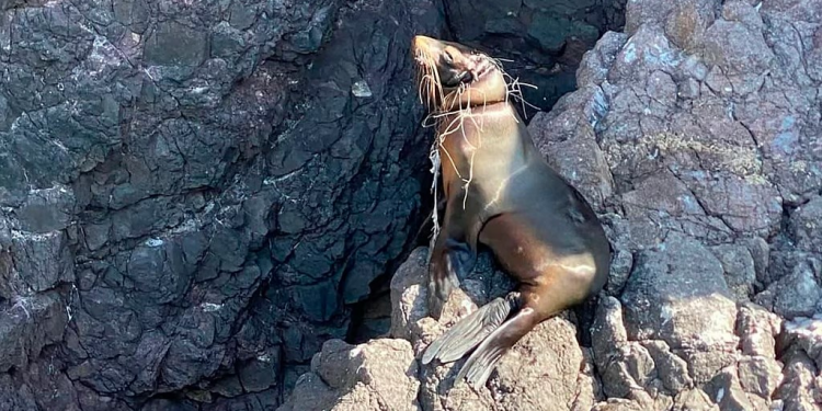 Lobo marino enmallado evade rescate en San Carlos; piden no acercarse