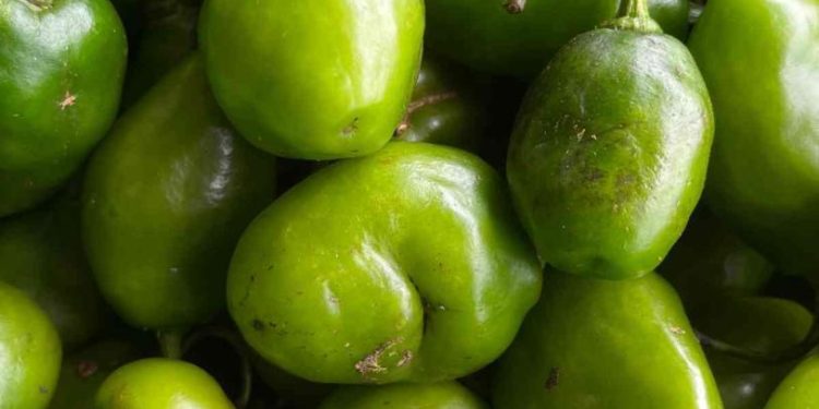 ¿Qué es exactamente el chiltepín? El chile silvestre más intenso y ancestral de México