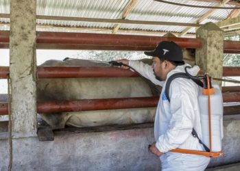 Casos activos del gusano barrenador caen un 57% en último mes