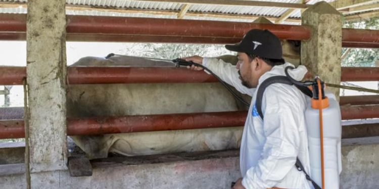 Casos activos del gusano barrenador caen un 57% en último mes