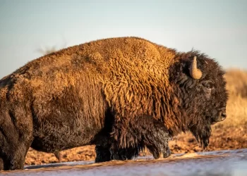 El Bisonte y la Reserva de Maderas del Carmen: Un Santuario de Vida Silvestre en Coahuila