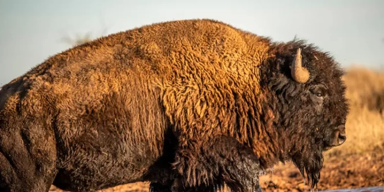 El Bisonte y la Reserva de Maderas del Carmen: Un Santuario de Vida Silvestre en Coahuila