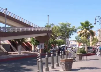 Gato Atrapado en Palmera es Rescatado por Elementos de Bomberos de Hermosillo