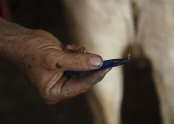 Intensifican México y EU acciones contra gusano barrenador