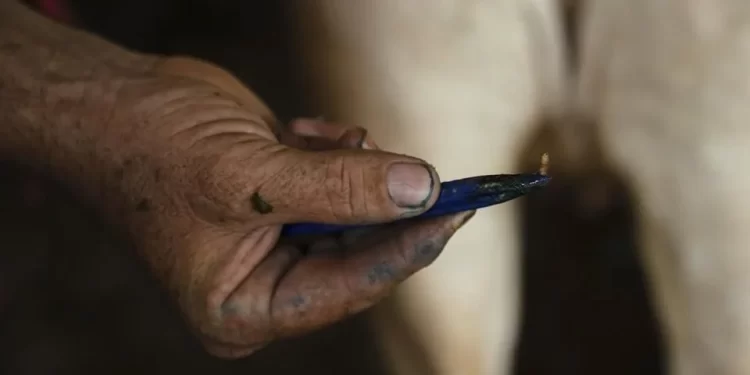 Intensifican México y EU acciones contra gusano barrenador