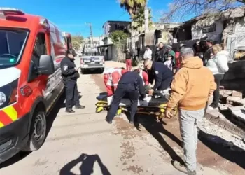 Gato Atrapado en Palmera es Rescatado por Elementos de Bomberos de Hermosillo