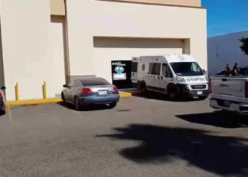 Gato Atrapado en Palmera es Rescatado por Elementos de Bomberos de Hermosillo