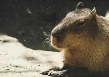 Anuncian Llegada de Capibara al Centro Ecológico de Sonora