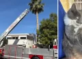 Gato Atrapado en Palmera es Rescatado por Elementos de Bomberos de Hermosillo