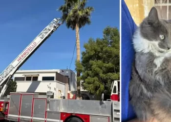 Gato Atrapado en Palmera es Rescatado por Elementos de Bomberos de Hermosillo